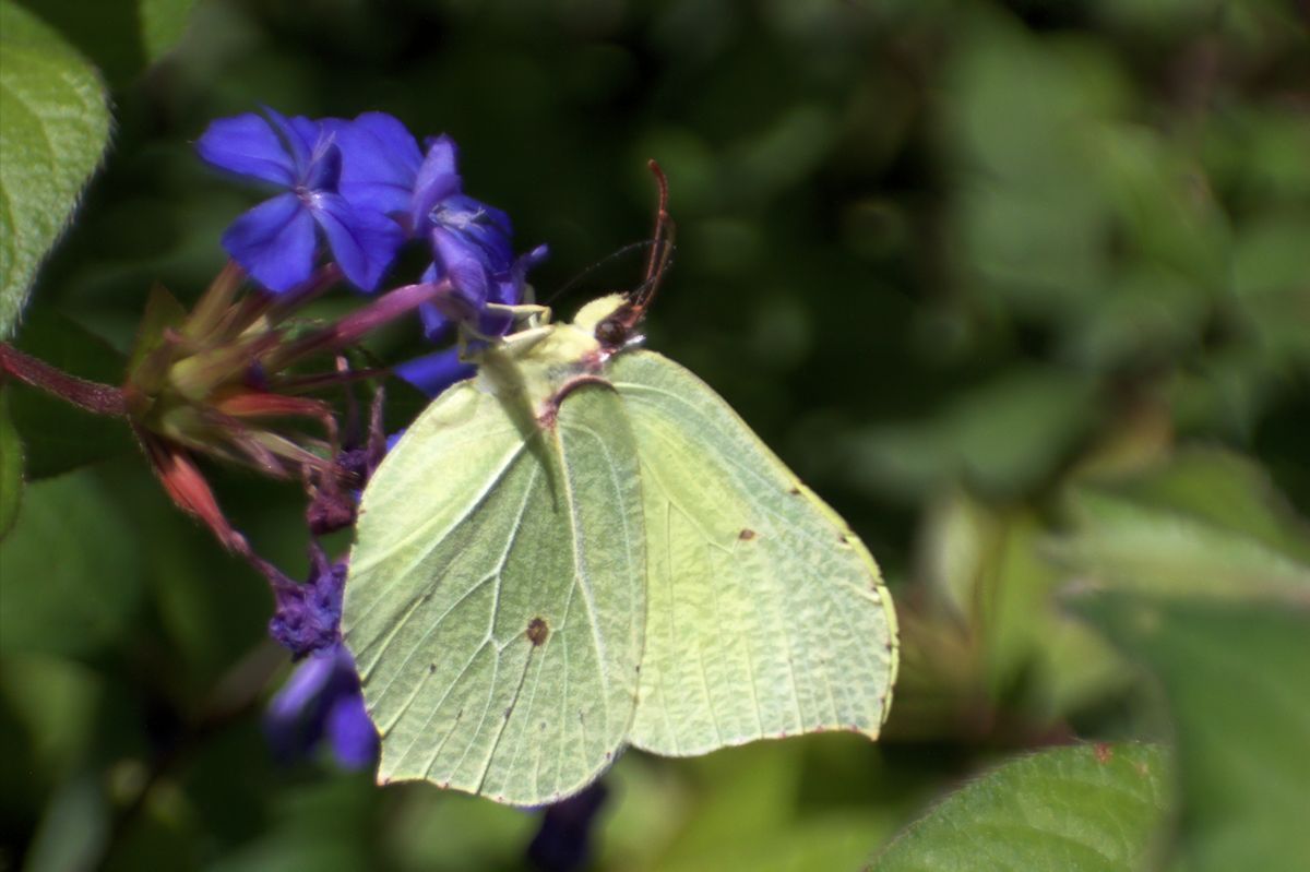 Gonepteryx cleopatra ???